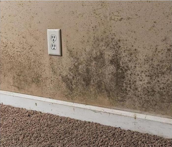 black mold on a brown wall