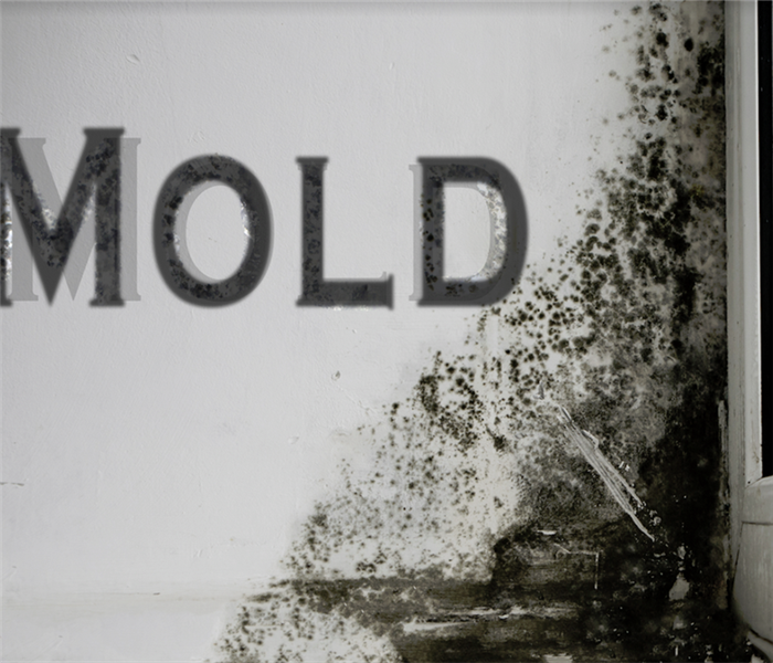mold growing on a wall with the word mold beside it