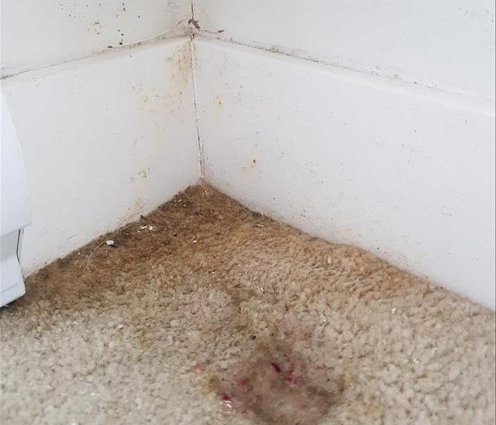 water stained carpet in corner