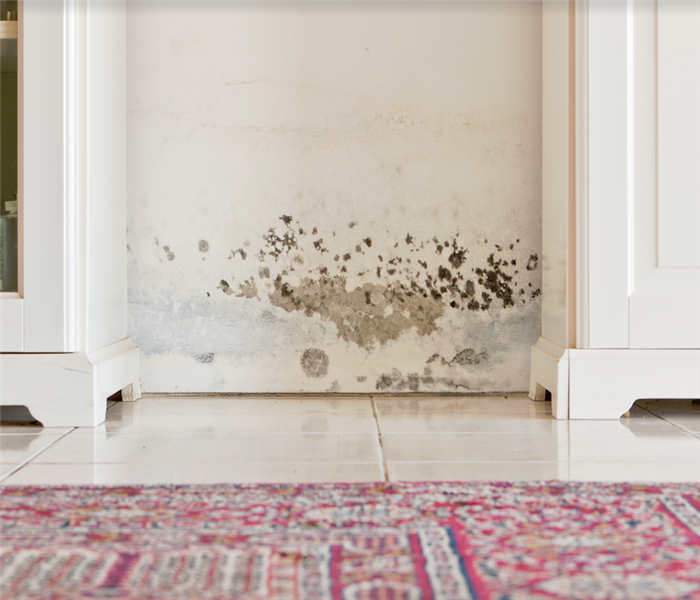 mold growing on the wall of a room near the floor